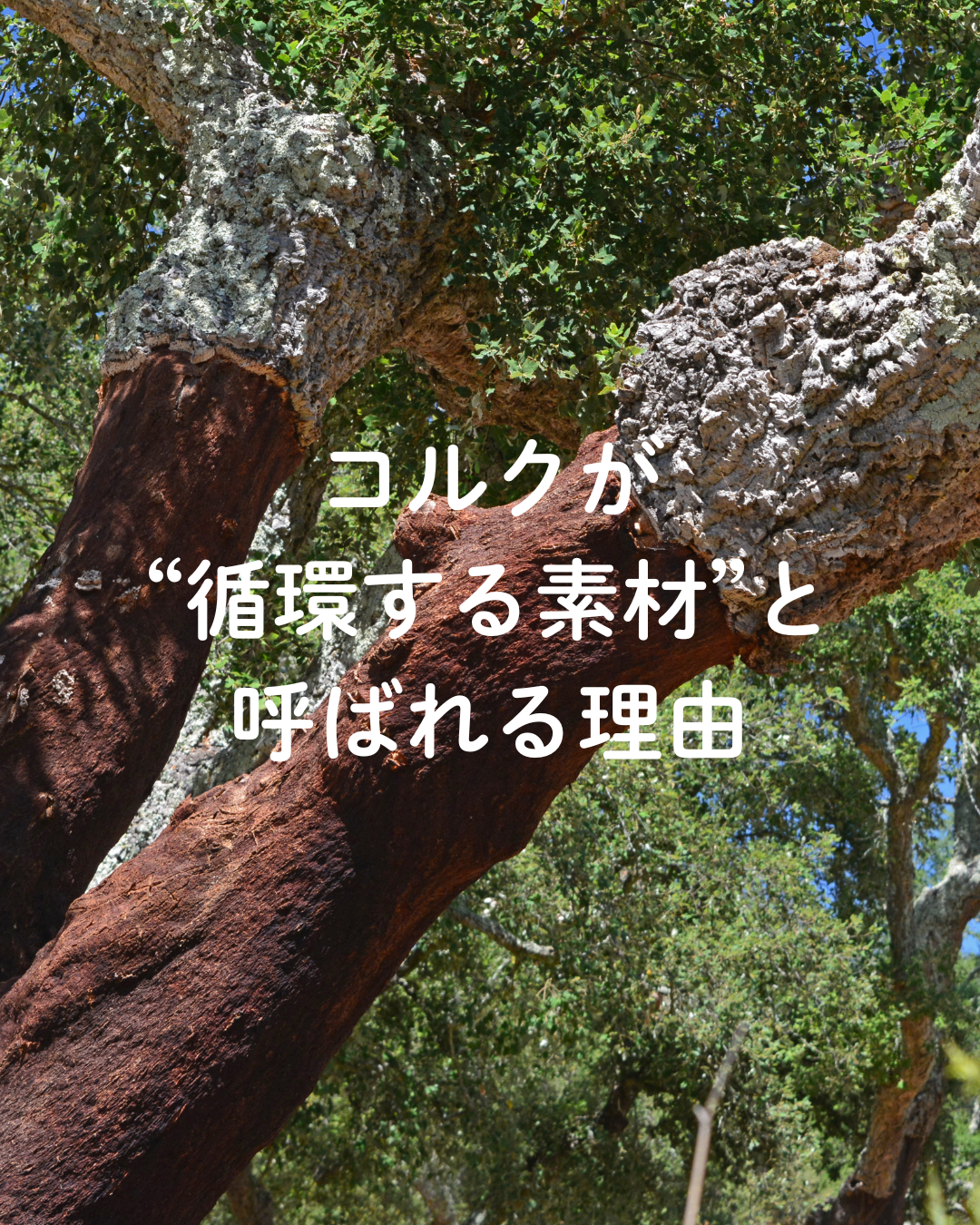 コルクが“循環する素材”と呼ばれる理由｜Talawa Cork 公式ブログ