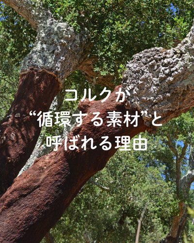 コルクが“循環する素材”と呼ばれる理由
