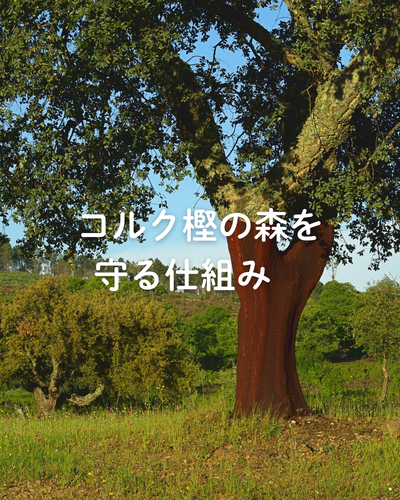 コルク樫の森を守る仕組み